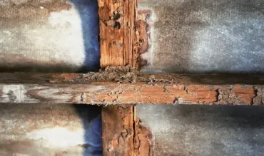 Termite Damage